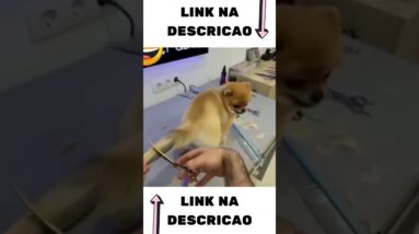 ESTILIZANDO MEU CACHORRO #shorts 16 ESTILIZANDO MEU CACHORRO #shorts