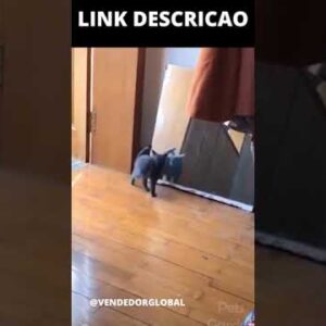 Gato quase Infarta no Espelho