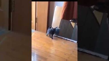 Gato quase Infarta no Espelho 4 Gato quase Infarta no Espelho